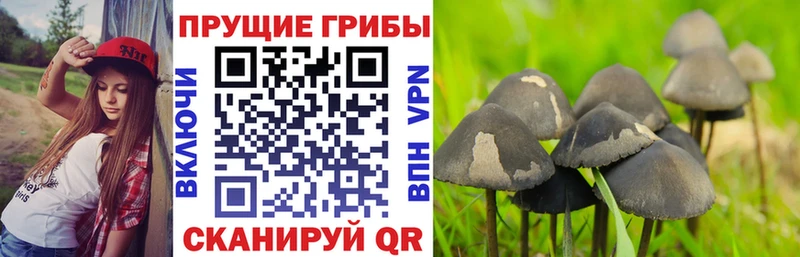 купить закладку Дербент Галлюциногенные грибы Cubensis